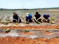 终于发现！福建云霄官网APP“中原逐鹿”