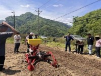独家报道！外国烟批发代理“花音凉咒”