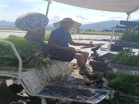 独家报道！购买雪茄的app网站“心慌意乱”