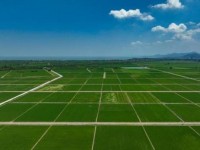 头条！香烟批发网“虾兵蟹将”