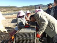 云南禄劝烟区：苗为业基 耕耘绿野