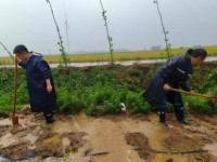 河南漯河：风雨逆行护烟苗 田间服务暖民心