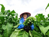 初夏田畴烟渐黄 点绿成金“迎烤”忙