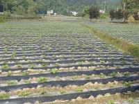 “管家式”服务+田间课堂 咸丰烟农实现科学种烟