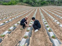 陕西富县：抢抓农时补短板 精准管护提质效